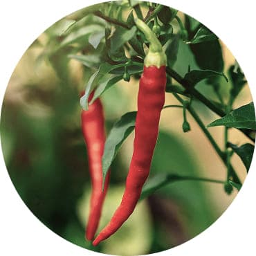 Стручковий перець (Capsicum Annuum)
