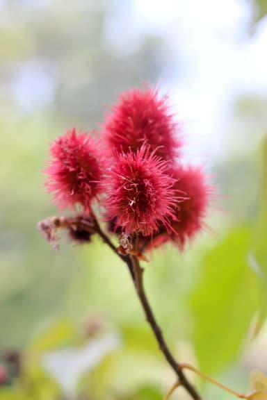 Castor Oil
