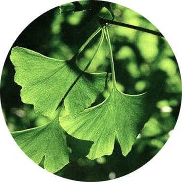 Гінкго білоба (Ginkgo Biloba)