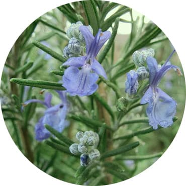 Розмарин (Rosmarinus officinalis)