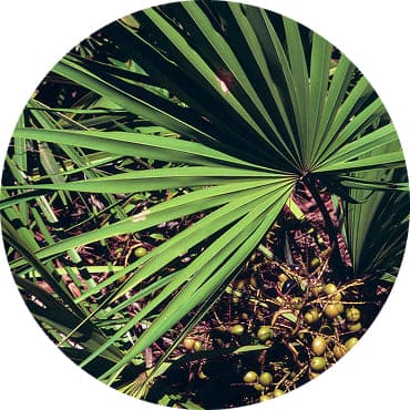 Карликова Пальма (Serenoa Serrulata)
